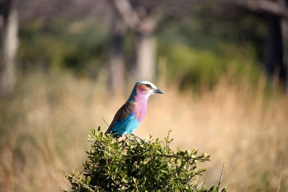 Discover small and large animals in Ruaha National Park, Photo: chris thomas / Unsplash