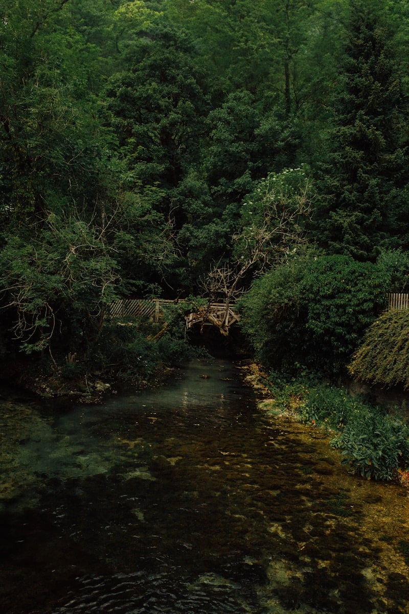 a stream running through a lush green forest