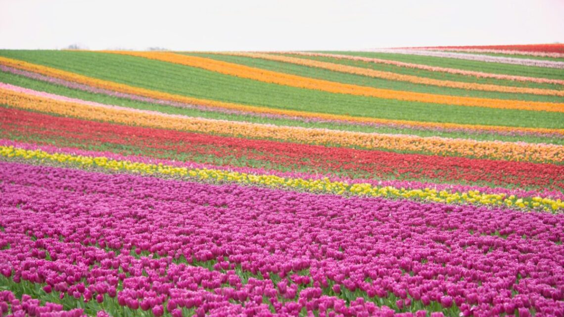 a field full of purple and yellow flowers