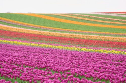 a field full of purple and yellow flowers