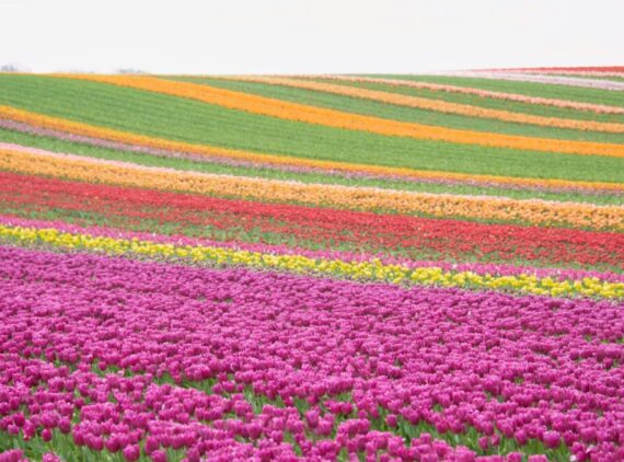 a field full of purple and yellow flowers