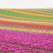 a field full of purple and yellow flowers