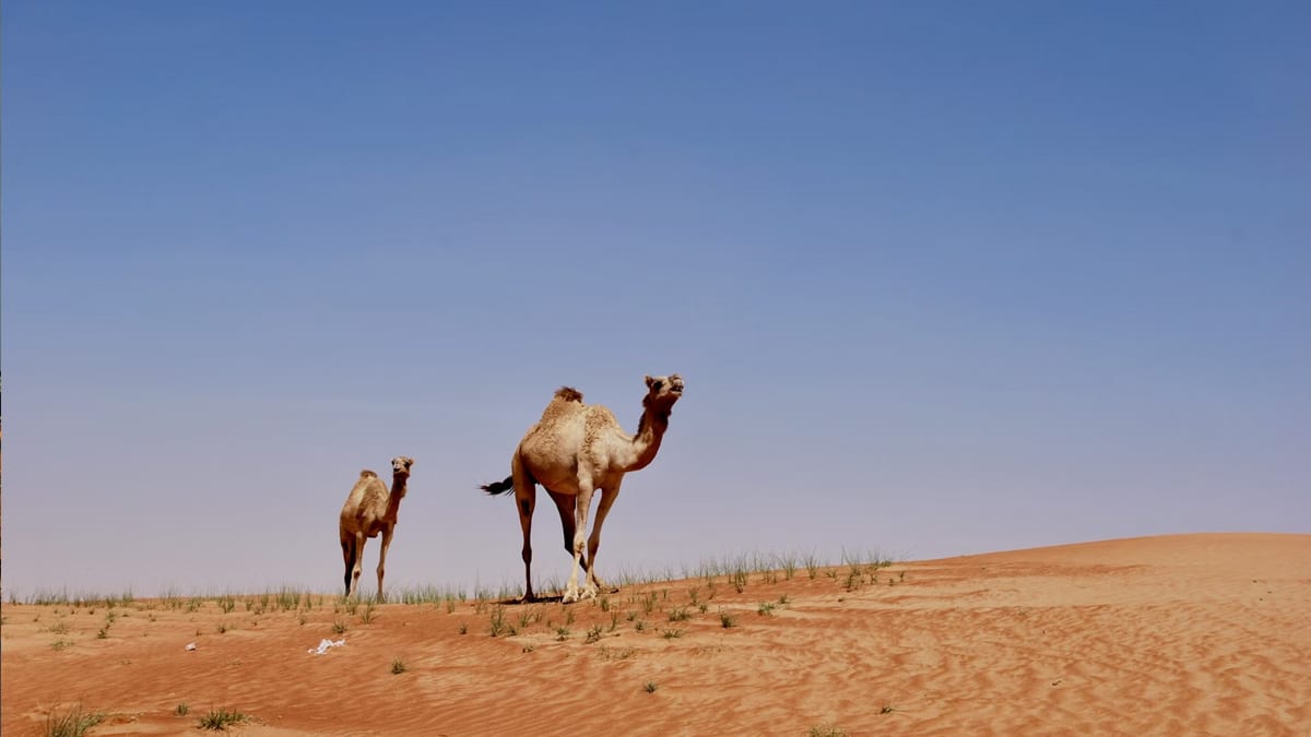 Emirate, Foto: Amir Mortezaie / Unsplash