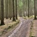 Einer von vielen Pfaden im Erzgebirge, Foto: Elke Karin Lugert / Unsplash
