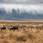 zebra on brown grass field under cloudy sky during daytime