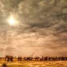 group of horses on field under cloudy sky during daytime