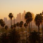 green palm tree and city view