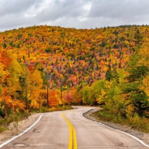 an empty road surrounded by trees with fall colors