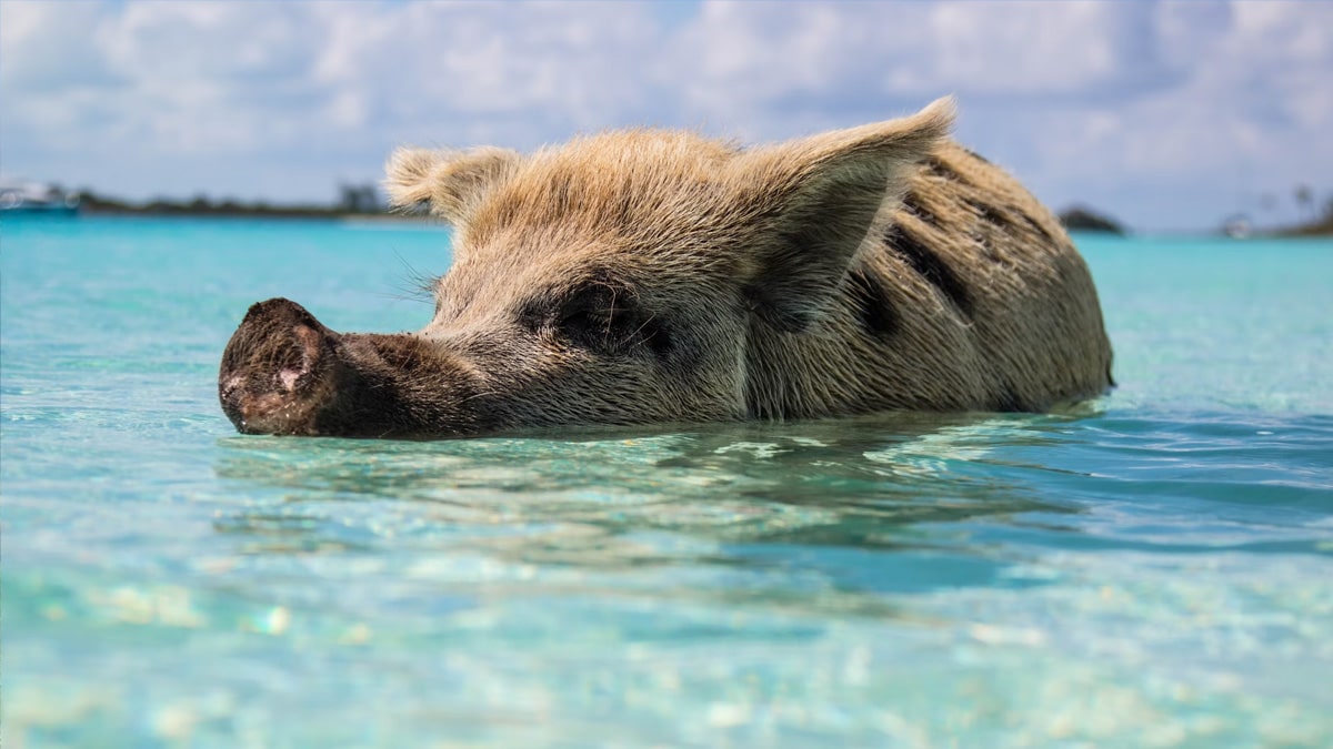 Schwimmende Schweine auf den Bahamas, Foto: Forest Simon / Unsplash