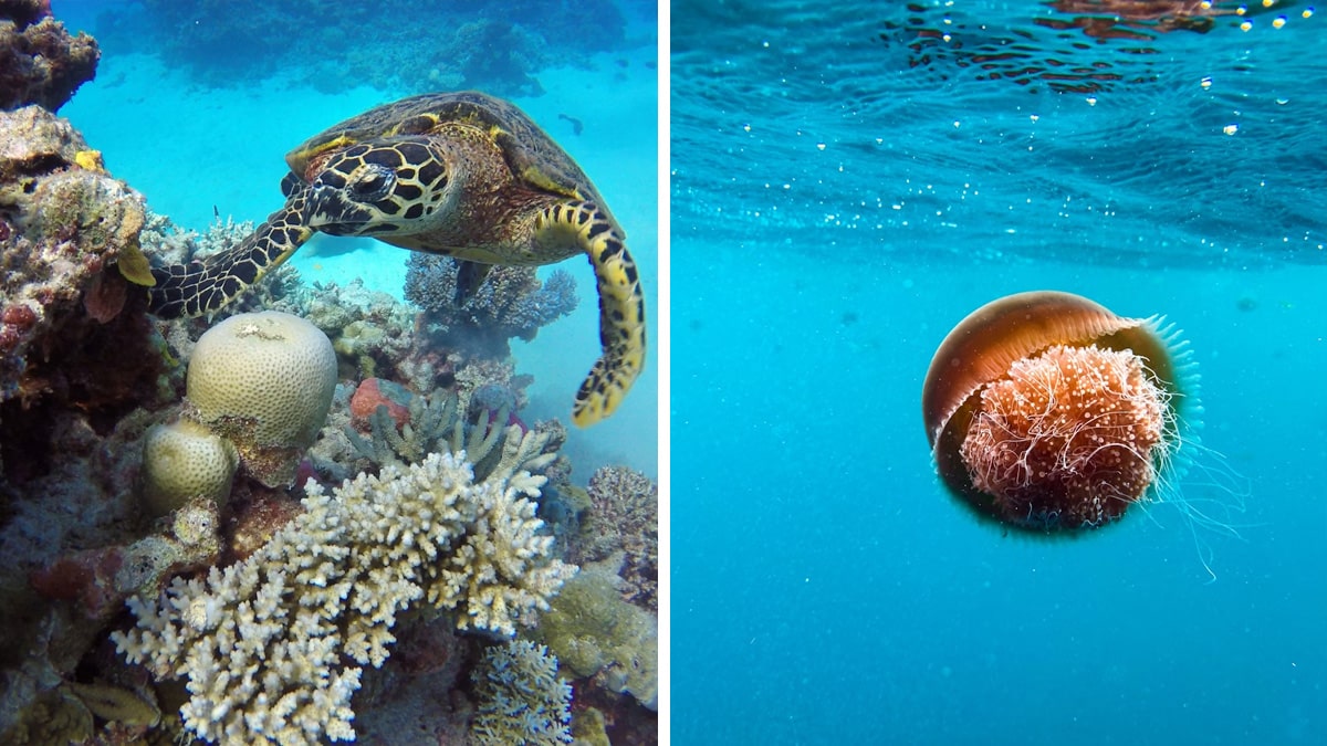 Links: Great Barrier Reef, Foto: Chad Taylor / Unsplash

Rechts: Ningaloo Reef, Foto: Dylan Shaw / Unsplash