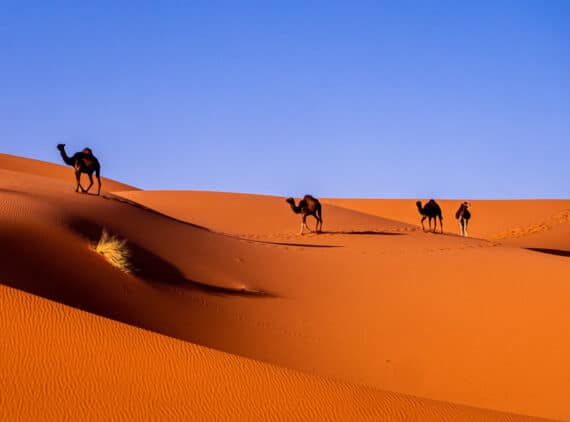 Die Sahara, Foto: Carlos Leret / Unsplash