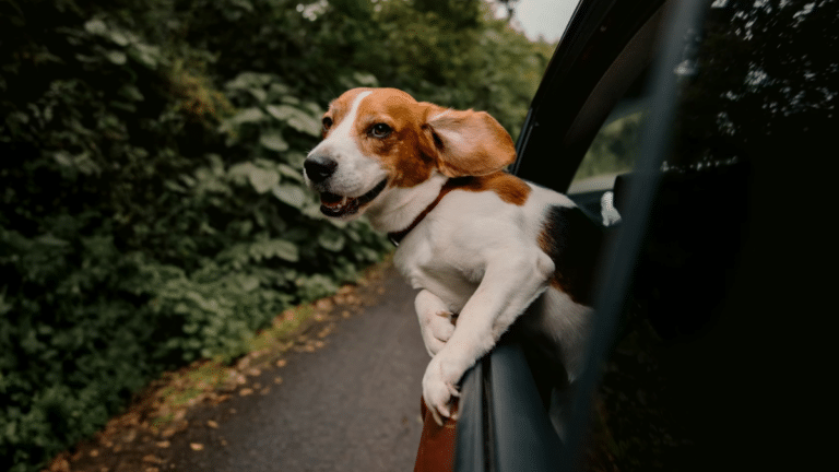 Reisen mit Haustieren, Foto: Hector O'Connor / Unsplash